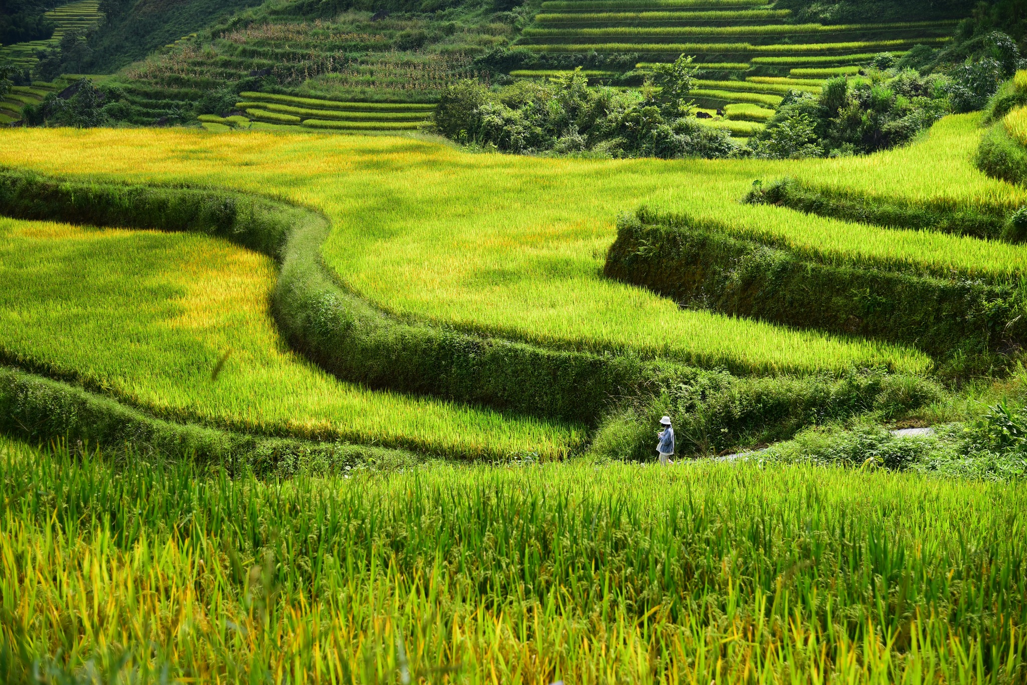 Five spectacular places to see the ripe rice season